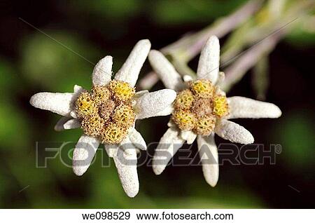 Edelweiss Leontopodium alpinum Cass View Large Photo Image Stock Photo - Edelweiss Leontopodium alpinum Cass. Fotosearch