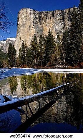 El Capitan reflected in the Merced River in winter from Cathedral beach with a snow covered log in Yosemite Valley View Large Photo Image Picture - El Capitan reflected in the Merced River in winter from Cathedral beach with a snow covered log in Yosemite Valley. Fotosearch