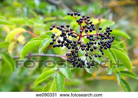 Elder or Elderberry, Black Elder, European Elder, European Elderberry, European Black Elderberry, Common Elder, or Elder Bush (Sambucus nigra) fruits View Large Photo Image Stock Image - Elder or Elderberry, Black Elder, European Elder, European Elderberry, European Black Elderberry, Common Elder, or Elder Bush (Sambucus nigra) fruits. Fotosearch