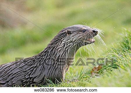 Eurasian Otter lutra lutra View Large Photo Image Stock Photograph - Eurasian Otter lutra lutra. Fotosearch