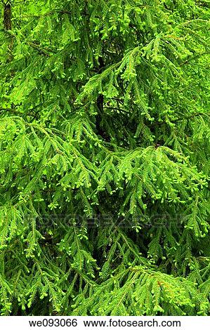Evergreen Tree, Spring Images, East Tennessee View Large Photo Image Stock Photograph - Evergreen Tree, Spring Images, East Tennessee. Fotosearch
