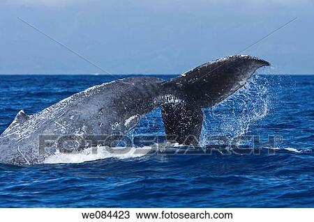 Stock Image - Extremely scarred up sub-adult humpback whale Megaptera novaeangliae tail-throwing in the AuAu Channel between the islands of Maui and Lanai, Hawaii, USA Each year humpback whales return to these waters in the winter and spring to mate and give birth t. Fotosearch