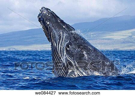 Extremely scarred up sub-adult humpback whale Megaptera novaeangliae continually breaching in the AuAu Channel between the islands of Maui and Lanai, Hawaii, USA Each year humpback whales return to these waters in the winter and spring to mate and give View Large Photo Image Stock Photo - Extremely scarred up sub-adult humpback whale Megaptera novaeangliae continually breaching in the AuAu Channel between the islands of Maui and Lanai, Hawaii, USA Each year humpback whales return to these waters in the winter and spring to mate and give. Fotosearch