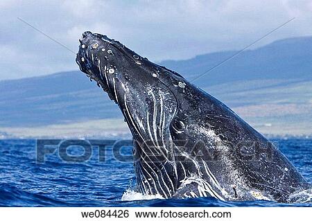 Stock Photograph - Extremely scarred up sub-adult humpback whale Megaptera novaeangliae continually breaching in the AuAu Channel between the islands of Maui and Lanai, Hawaii, USA Each year humpback whales return to these waters in the winter and spring to mate and give. Fotosearch