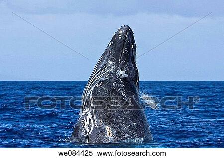 Extremely scarred up sub-adult humpback whale Megaptera novaeangliae continually breaching in the AuAu Channel between the islands of Maui and Lanai, Hawaii, USA Each year humpback whales return to these waters in the winter and spring to mate and give View Large Photo Image Stock Photography - Extremely scarred up sub-adult humpback whale Megaptera novaeangliae continually breaching in the AuAu Channel between the islands of Maui and Lanai, Hawaii, USA Each year humpback whales return to these waters in the winter and spring to mate and give. Fotosearch