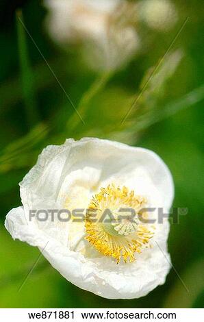 Faded White Shirley Poppy. Papaver rhoeas. May 2008 Maryland, USA View Large Photo Image Stock Image - Faded White Shirley Poppy. Papaver rhoeas. May 2008 Maryland, USA. Fotosearch