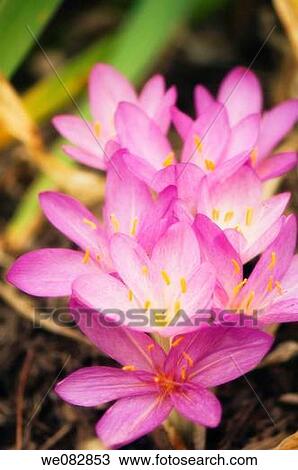 Fall Crocus. Colchicum autumnale. September 2007. Maryland, USA. View Large Photo Image Stock Image - Fall Crocus. Colchicum autumnale. September 2007. Maryland, USA.. Fotosearch