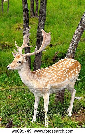 Fallow Deer buck with growing antlers in an open forest at a Quebec nature preserve View Large Photo Image Stock Photo - Fallow Deer buck with growing antlers in an open forest at a Quebec nature preserve. Fotosearch