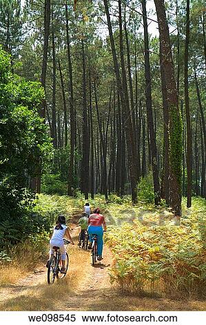Family mountain biking in france aquitaine landes forest View Large Photo Image Stock Photography - Family mountain biking in france aquitaine landes forest. Fotosearch