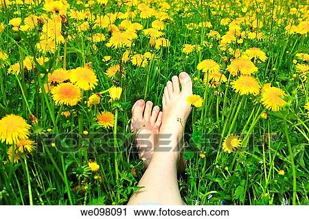 feet in field of dandelions, Switzerland View Large Photo Image Stock Image - feet in field of dandelions, Switzerland. Fotosearch