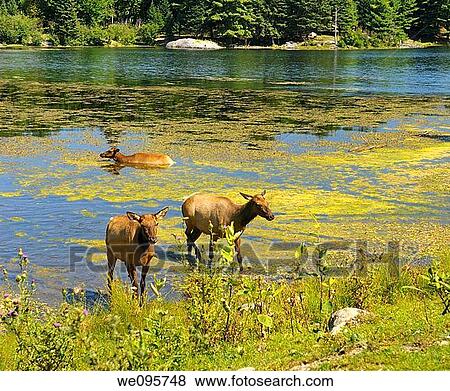 Female Elk walking out of a Lake in Quebec after a cooling dip View Large Photo Image Stock Photo - Female Elk walking out of a Lake in Quebec after a cooling dip. Fotosearch