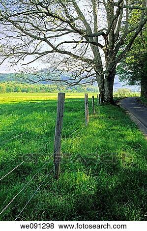 Fence, Tree, Road, Springtime, Cades Cove, Great Smoky Mtns National Park, TN, USA View Large Photo Image Stock Photo - Fence, Tree, Road, Springtime, Cades Cove, Great Smoky Mtns National Park, TN, USA. Fotosearch