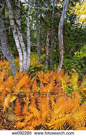 Ferns, Cape Breton Highlands National Park, Cape Breton Island, Nova Scotia, Canada View Large Photo Image Stock Photography - Ferns, Cape Breton Highlands National Park, Cape Breton Island, Nova Scotia, Canada. Fotosearch