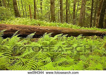 Ferns & Forest, Pink Beds Area, Pisgah NF, NC View Large Photo Image Picture - Ferns & Forest, Pink Beds Area, Pisgah NF, NC. Fotosearch