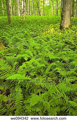 Ferns & Forest, Pink Beds Area, Pisgah NF, NC View Large Photo Image Stock Image - Ferns & Forest, Pink Beds Area, Pisgah NF, NC. Fotosearch