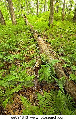 Ferns & Forest, Pink Beds Area, Pisgah NF, NC View Large Photo Image Stock Image - Ferns & Forest, Pink Beds Area, Pisgah NF, NC. Fotosearch