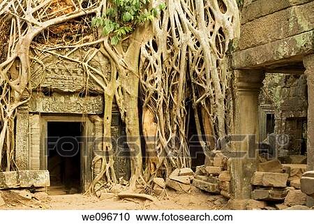 Ficus Strangulosa tree growing over a doorway in the ancient ruins of Ta Prohm at the Angkor Wat site in Cambodia View Large Photo Image Stock Image - Ficus Strangulosa tree growing over a doorway in the ancient ruins of Ta Prohm at the Angkor Wat site in Cambodia. Fotosearch
