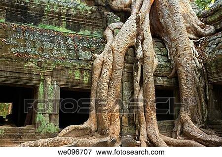 Ficus Strangulosa tree growing over a doorway in the ancient ruins of Ta Prohm at the Angkor Wat site in Cambodia View Large Photo Image Stock Photo - Ficus Strangulosa tree growing over a doorway in the ancient ruins of Ta Prohm at the Angkor Wat site in Cambodia. Fotosearch