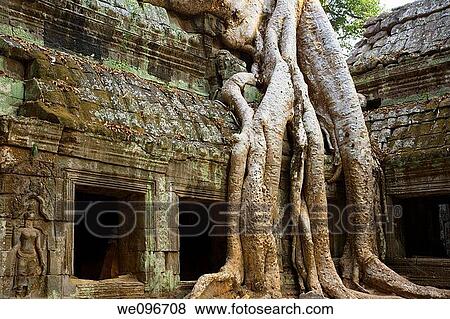 Ficus Strangulosa tree growing over a doorway in the ancient ruins of Ta Prohm at the Angkor Wat site in Cambodia View Large Photo Image Stock Photo - Ficus Strangulosa tree growing over a doorway in the ancient ruins of Ta Prohm at the Angkor Wat site in Cambodia. Fotosearch