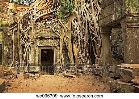 Ficus Strangulosa tree growing over a doorway in the ancient ruins of Ta Prohm at the Angkor Wat site in Cambodia View Large Photo Image Stock Photo - Ficus Strangulosa tree growing over a doorway in the ancient ruins of Ta Prohm at the Angkor Wat site in Cambodia. Fotosearch