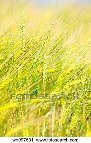 field of barley View Large Photo Image Stock Image - field of barley. Fotosearch