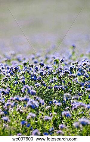 field of phacelia tanacetifolia View Large Photo Image Stock Image - field of phacelia tanacetifolia. Fotosearch