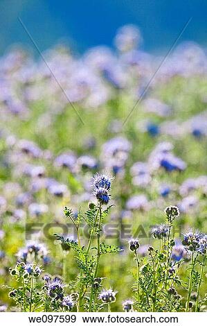 field of phacelia tanacetifolia View Large Photo Image Stock Photo - field of phacelia tanacetifolia. Fotosearch