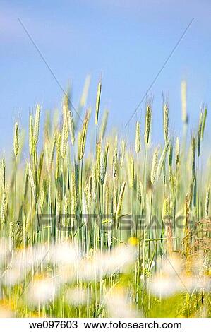 field of rye View Large Photo Image Stock Image - field of rye. Fotosearch