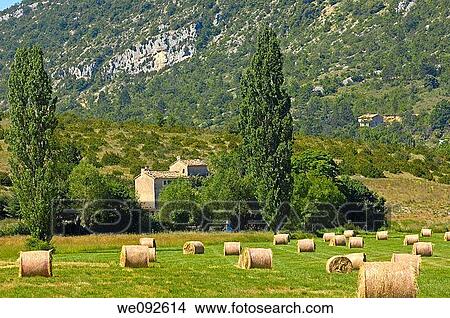 Fields with straw bales at Sault, provence Alpes-de-Haute-Provence, France View Large Photo Image Picture - Fields with straw bales at Sault, provence Alpes-de-Haute-Provence, France. Fotosearch