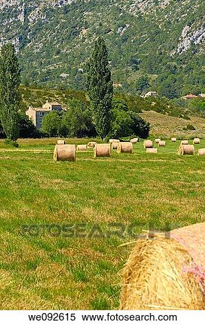 Fields with straw bales at Sault, provence Alpes-de-Haute-Provence, France View Large Photo Image Stock Photography - Fields with straw bales at Sault, provence Alpes-de-Haute-Provence, France. Fotosearch