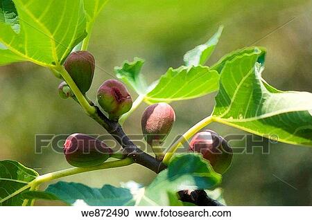 Fig Fruits Ripening on a Tree Ficus carica July 2008 View Large Photo Image Stock Image - Fig Fruits Ripening on a Tree Ficus carica July 2008. Fotosearch