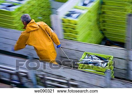 fisherman working in a fishing boat View Large Photo Image Stock Image - fisherman working in a fishing boat. Fotosearch