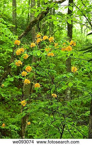 Flame Azalea, Pisgah National Forest, Western NC View Large Photo Image Picture - Flame Azalea, Pisgah National Forest, Western NC. Fotosearch