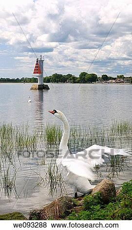 Flapping mute swan on the shore of Presquile Bay Lake Ontario Gosport near Brighton View Large Photo Image Stock Photo - Flapping mute swan on the shore of Presquile Bay Lake Ontario Gosport near Brighton. Fotosearch