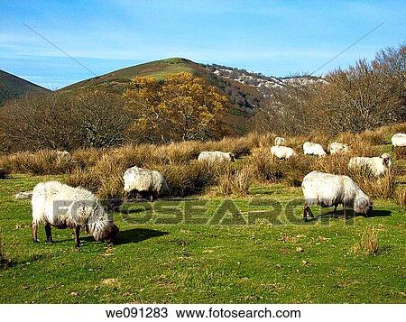 Flock of sheep in the Gorbea Natural Park. Alava. Basque Country. Spain. View Large Photo Image Stock Image - Flock of sheep in the Gorbea Natural Park. Alava. Basque Country. Spain.. Fotosearch
