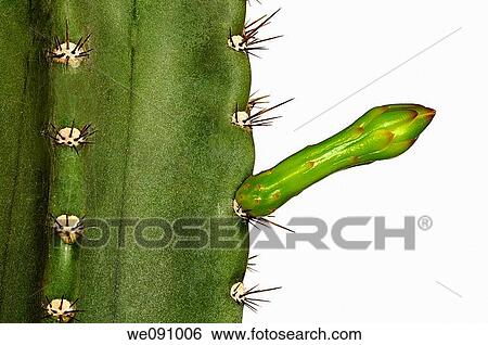 Stock Photograph - Flower bud of Cereus peruvianus. Fotosearch