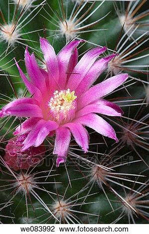Flower of blooming Mammillaria View Large Photo Image Stock Image - Flower of blooming Mammillaria. Fotosearch