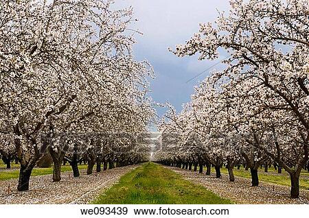 Stock Photo - Flowering almond tree grove blossoms in California. Fotosearch