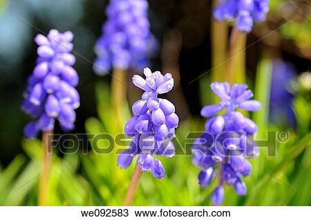 Flowering Grape Hyacinths, Muscari spec View Large Photo Image Stock Image - Flowering Grape Hyacinths, Muscari spec. Fotosearch