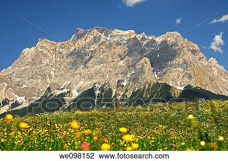 Flowering mountain pastures at the foot of the Wetterstein mountain range with Mt Zugspitze, Ehrwald, Tyrol, Austria View Large Photo Image Stock Image - Flowering mountain pastures at the foot of the Wetterstein mountain range with Mt Zugspitze, Ehrwald, Tyrol, Austria. Fotosearch