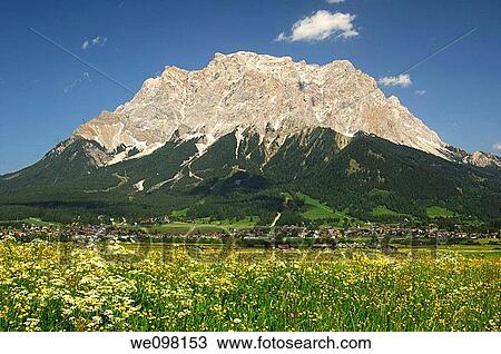 Flowering mountain pastures at the foot of the Wetterstein mountain range with Mt Zugspitze, Ehrwald, Tyrol, Austria View Large Photo Image Stock Image - Flowering mountain pastures at the foot of the Wetterstein mountain range with Mt Zugspitze, Ehrwald, Tyrol, Austria. Fotosearch