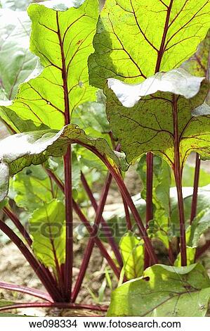 Foliage of Beet plants in a row of the garden that are backlit by the sun View Large Photo Image Picture - Foliage of Beet plants in a row of the garden that are backlit by the sun. Fotosearch
