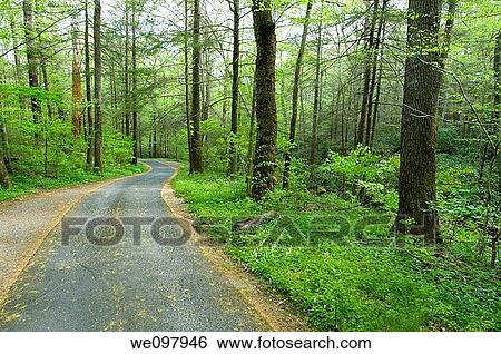 Forest Road, Roaring Forks Motor Nature Trail, Greak Smoky Mountians National Park View Large Photo Image Stock Photograph - Forest Road, Roaring Forks Motor Nature Trail, Greak Smoky Mountians National Park. Fotosearch