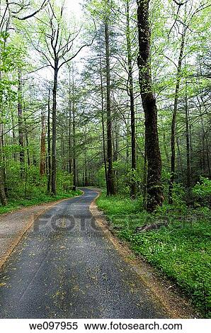 Forest Road, Roaring Forks Motor Nature Trail, Greak Smoky Mountians National Park View Large Photo Image Stock Photography - Forest Road, Roaring Forks Motor Nature Trail, Greak Smoky Mountians National Park. Fotosearch