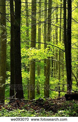 Stock Image - Forest, Spring, Great Smoky Mountains National Park, TN, USA. Fotosearch