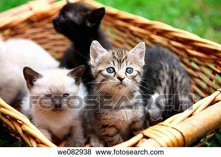 Four kittens inside basket View Large Photo Image Stock Photo - Four kittens inside basket. Fotosearch
