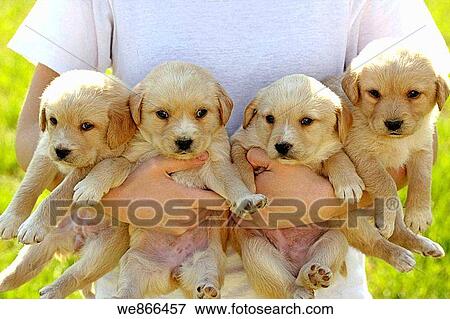 Four puppies View Large Photo Image Stock Photo - Four puppies. Fotosearch