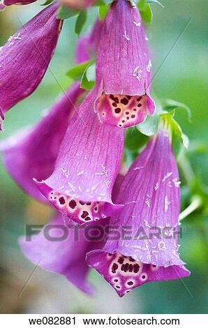 Foxglove Covered with Frost. Digitalis purpurea. May 2007. Maryland, USA. View Large Photo Image Stock Image - Foxglove Covered with Frost. Digitalis purpurea. May 2007. Maryland, USA.. Fotosearch
