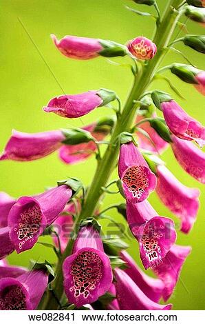 Foxglove. Digitalis purpurea. April 2008. Maryland, USA. View Large Photo Image Stock Image - Foxglove. Digitalis purpurea. April 2008. Maryland, USA.. Fotosearch