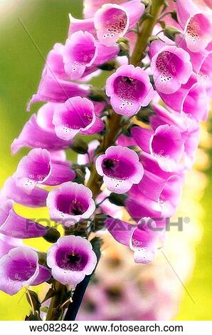 Foxglove. Digitalis purpurea. April 2008. Maryland, USA. View Large Photo Image Stock Image - Foxglove. Digitalis purpurea. April 2008. Maryland, USA.. Fotosearch